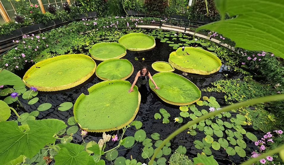 بزرگ ترین نیلوفر آبی جهان با گل هایی به اندازه سر انسان کشف شد (عکس+ ویدیو)