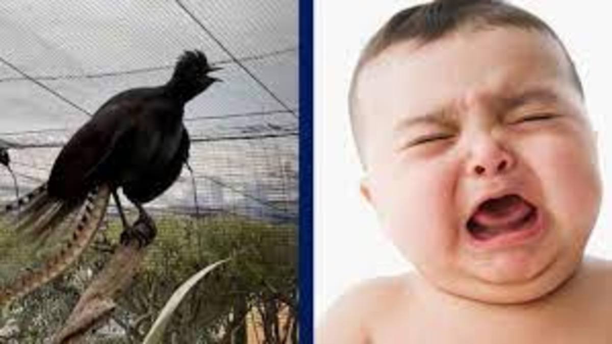 ببینید| پرنده‌ای که گریه نوزاد را تقلید می‌کند