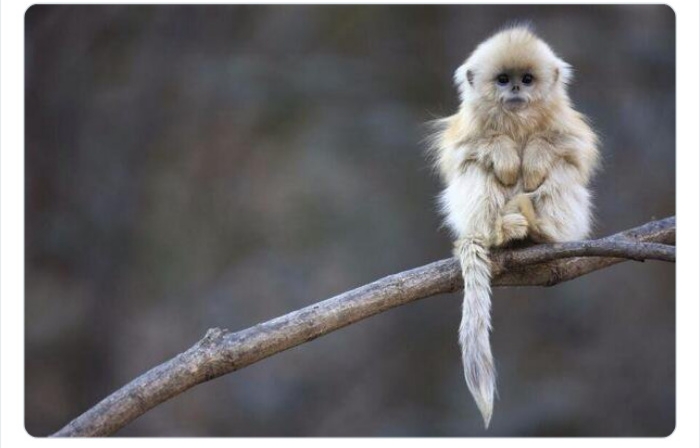 به باغ‌وحش حیوانات عجیب خوش آمدید