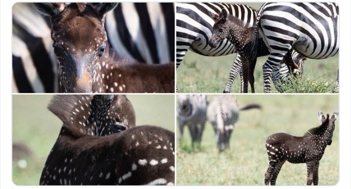 به باغ‌وحش حیوانات عجیب خوش آمدید