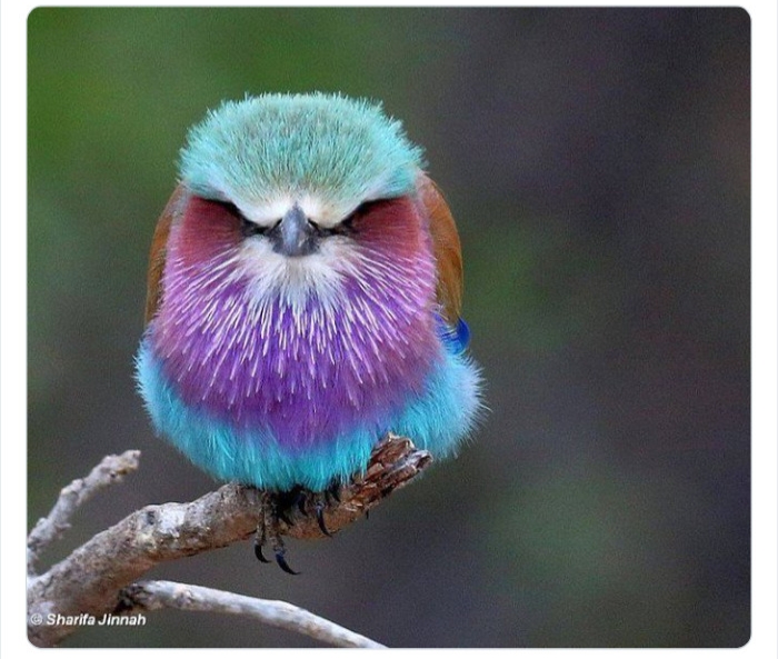 به باغ‌وحش حیوانات عجیب خوش آمدید