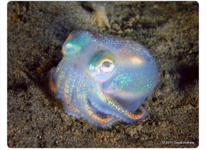 به باغ‌وحش حیوانات عجیب خوش آمدید