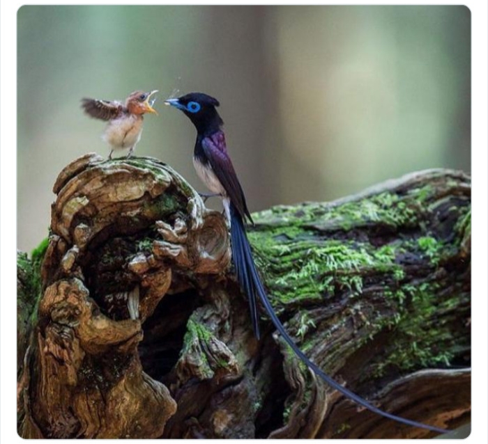 به باغ‌وحش حیوانات عجیب خوش آمدید