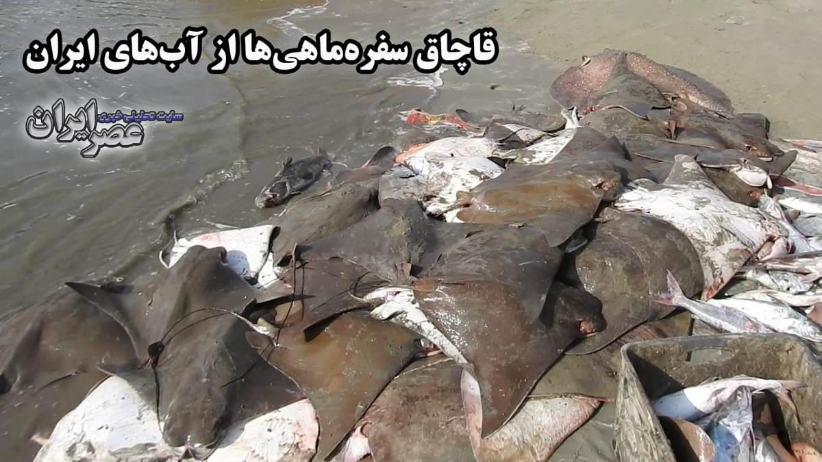 پرده‌برداری از قاچاق سفره‌ماهی‌ها از ایران/ این ماهی در خطر انقراض است (فیلم)