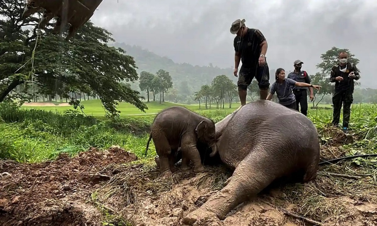ببینید| احیای قلبی خارق‌العاده یک فیل پس از ایست قلبی/ هدف نجات بچه بود اما ناگهان مادر سکته کرد