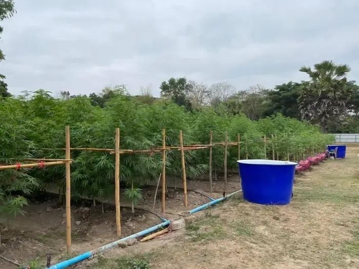 مزرعه ای که به مرغ هایش ماریجوآنا می دهد و دو برابر قیمت می فروشد