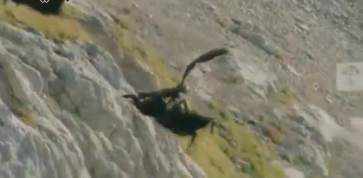 ببینید | مبارزه جانانه یک بز کوهی با عقاب تیز چنگال؛ جنگی برای بقا