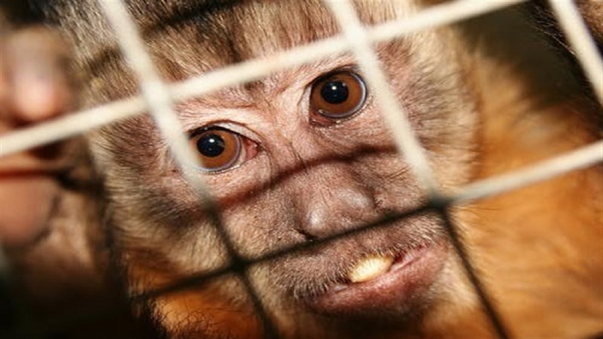 گسترش شیوع آبله میمون در بیش از ۷۰ کشور/ اعلام وضعیت اضطراری جهانی