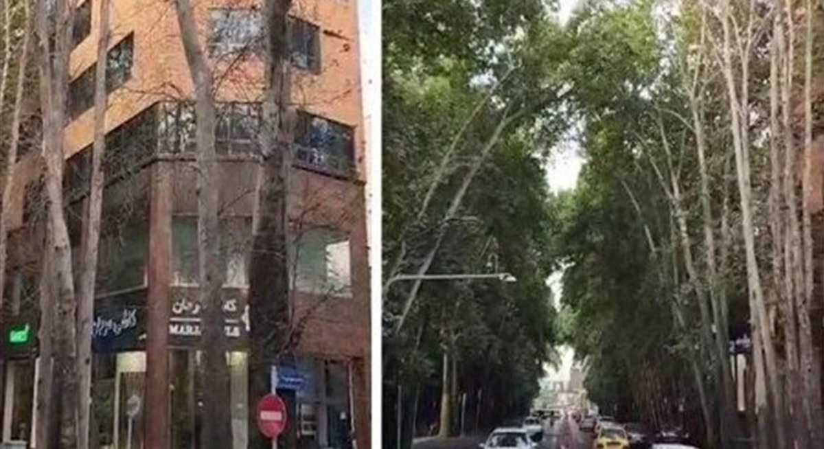 جریمه ۱۱۷ میلیارد تومانی مالک ساختمانی که درختان خیابان ولیعصر را خشک کرد