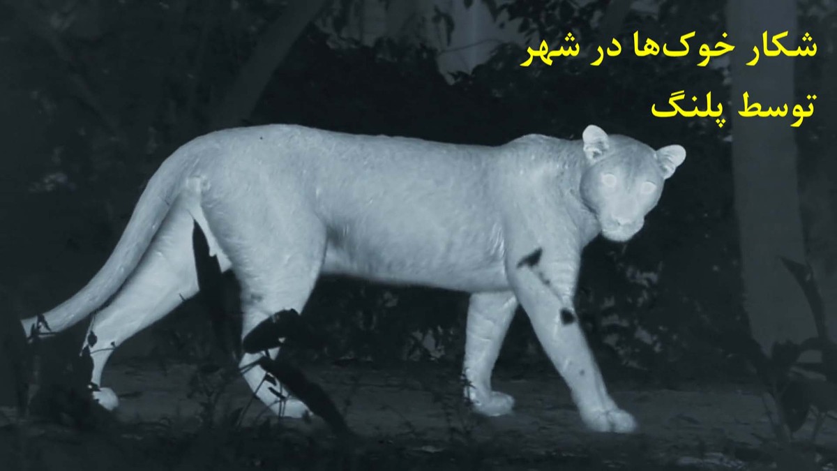 ببینید| سوءِ استفاده پلنگ از صدای شهر برای شکار خوک/ ثبت تصاویر خارق‌العاده توسط دوربین دید در شب