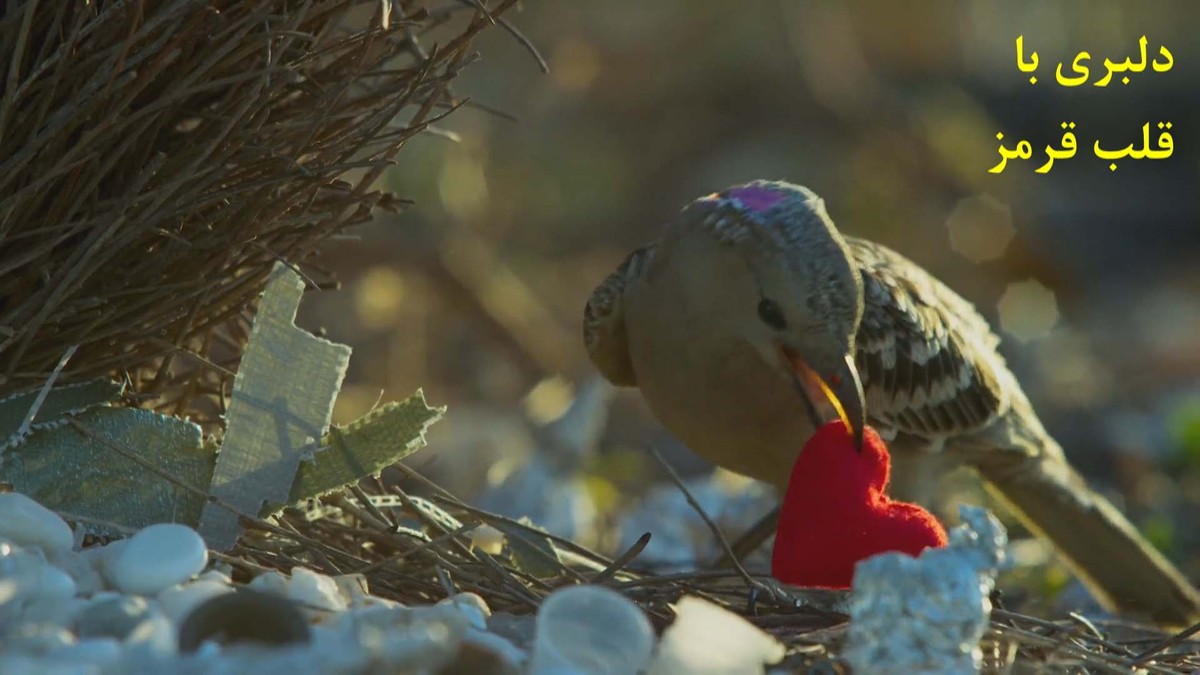 ببینید| دلبری یک پرنده نر با قلب قرمز برای پرنده ماده/ یک‌جای کار ایراد دارد که پرنده ماده دل نمی‌دهد