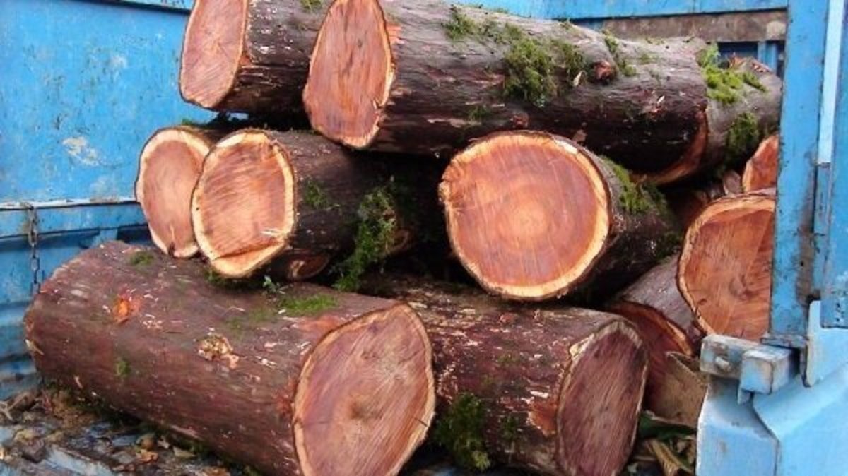دادگستری: اشد مجازات در انتظار متهمان قاچاق چوب