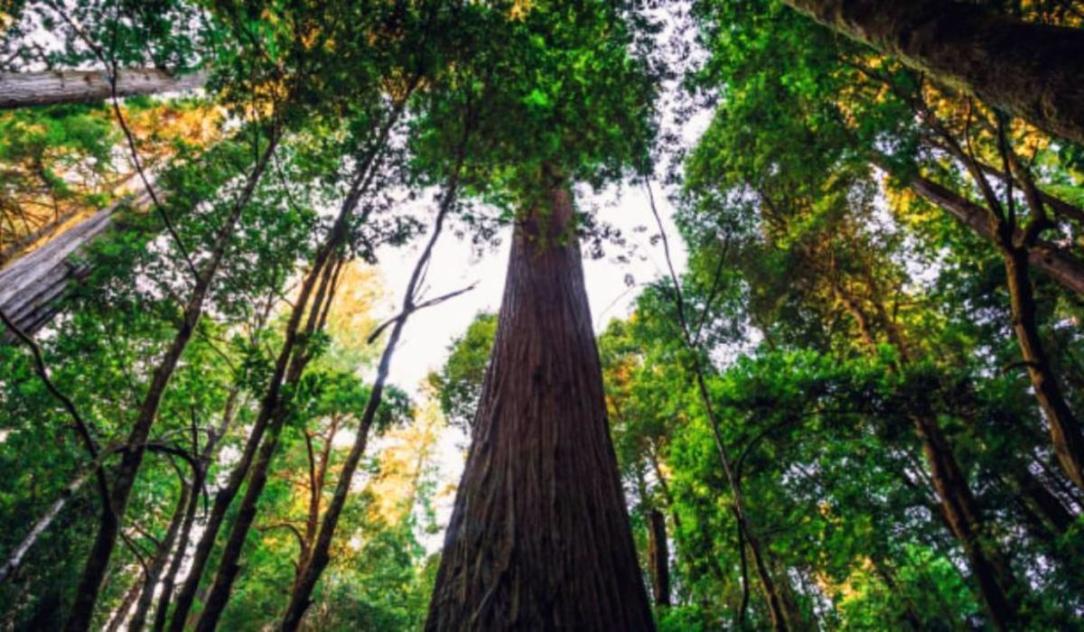 بازدید از بلندترین درخت زنده جهان ممنوع شد (+عکس)
