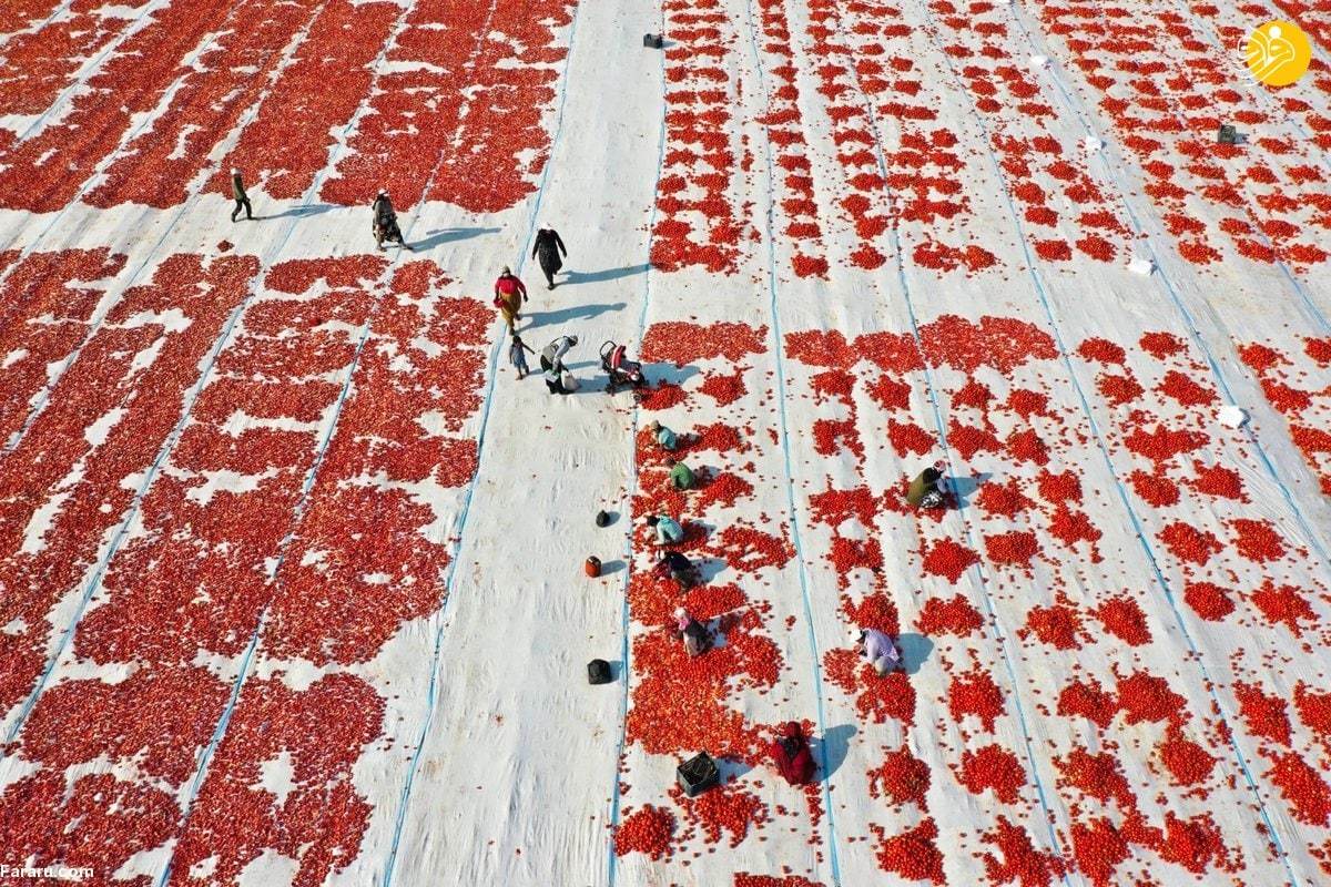 خشک کردن گوجه در ترکیه (عکس)