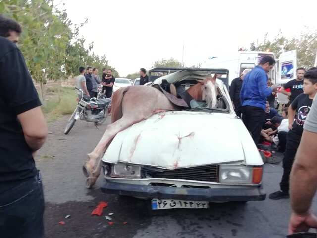 اصفهان/ مرگ یک اسب در تصادف با پیکان (+عکس)