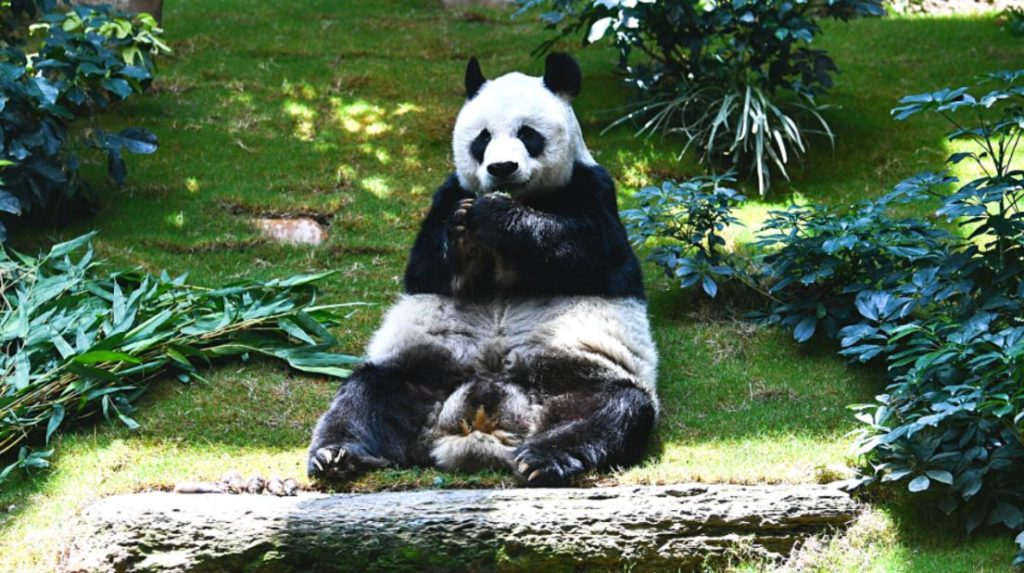 مسن ترین پاندای غول پیکر جهان در ۳۵ سالگی درگذشت