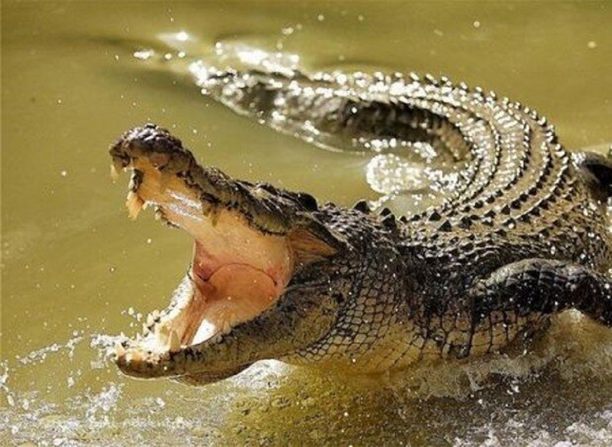 ببینید | لحظه حیرت‌انگیز جهش دو متری تمساح برای شکار پهپاد