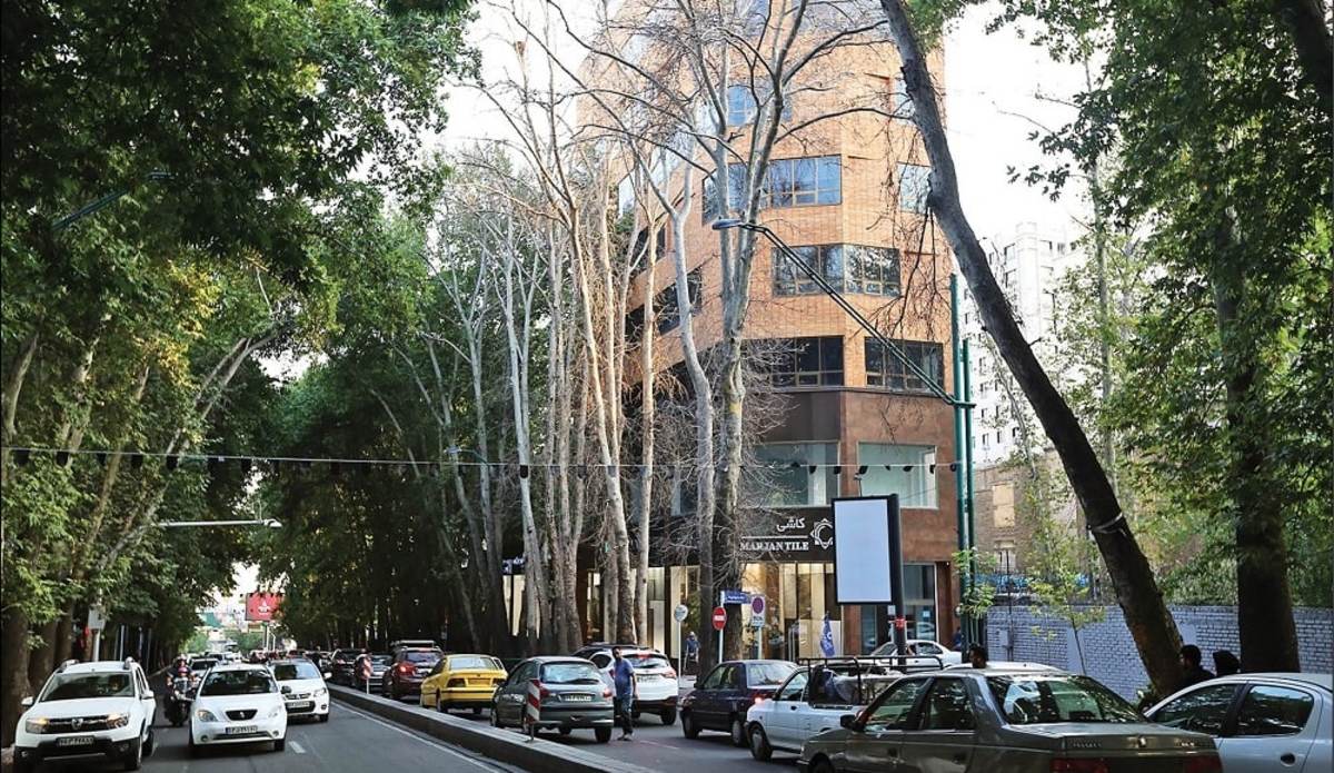 شهرداری تهران: قاتلان درختان شهر مجازات می‌شوند