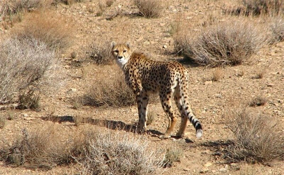 مشاهده 5 قلاده یوز در محدوده جاده تهران - مشهد