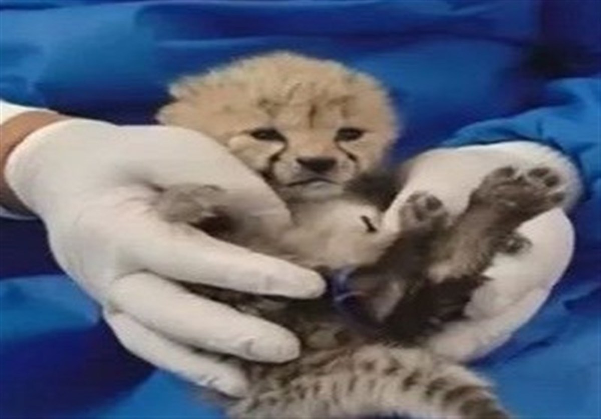 توهم بقای یوزپلنگ؛ «پیروز» یک بچه گربه است/ از هر 10 ایرانی یک نفر حیوان خانگی دارد