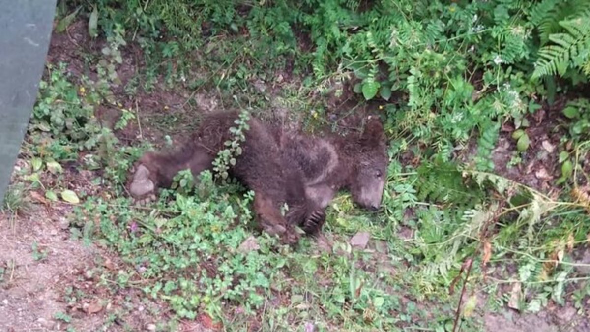 ترکیه/ مسمومیت یک خرس بخاطر خوردن عسل توهم‌زا