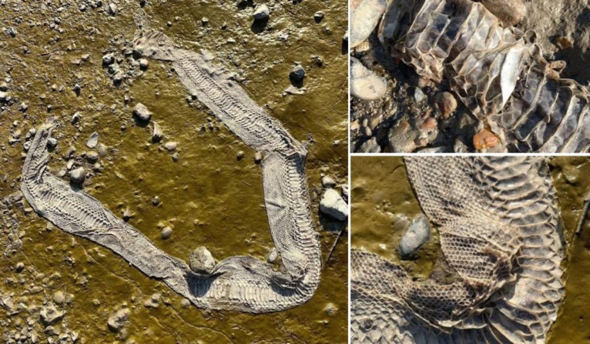 پوست یک مار بوآ ۱.۵ متری در حاشیه رود تیمز پیدا شد (+عکس)