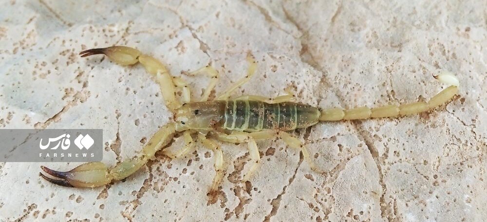 هجوم عقرب‌ به خانه جنوبی‌ها