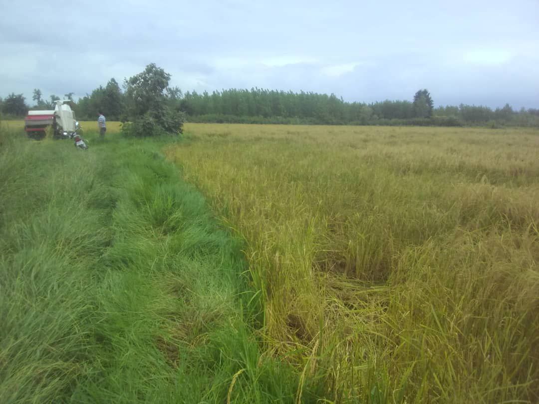 شیوه‌ تأسف انگیز از دزدی در شمال (+عکس)