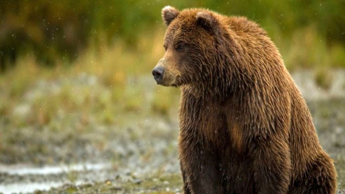 اردبیل/ ماجرای حضور خرس قهوه‌ای در کنار چادر کوهنوردان چه بود؟
