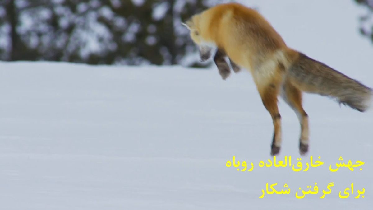 ببنید| جهش خارق‌العاده یک روباه برای شکار/ شناسایی یک موش خرمایی در زیر ۳ متر برف