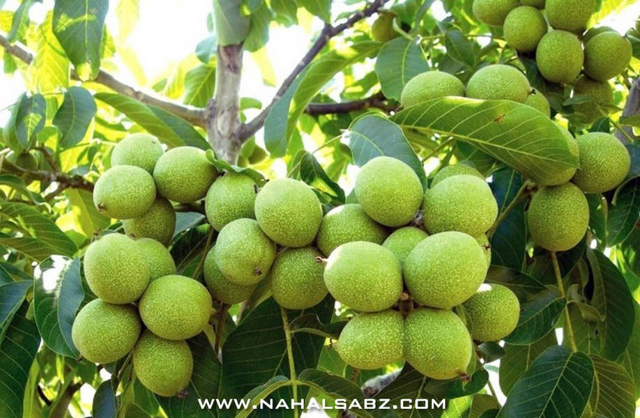 خرید نهال گردو، بادام و انگور بی واسطه از نهالستان معتبر کشور! خرید نهال گردو، بادام و انگور بی واسطه از نهالستان معتبر کشور!