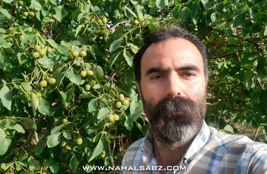 خرید نهال گردو، بادام و انگور بی واسطه از نهالستان معتبر کشور! خرید نهال گردو، بادام و انگور بی واسطه از نهالستان معتبر کشور!