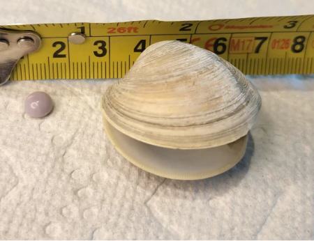 مشتری خوش‌شانس یک مروارید بنفش کمیاب در غذای خود پیدا کرد (+عکس)