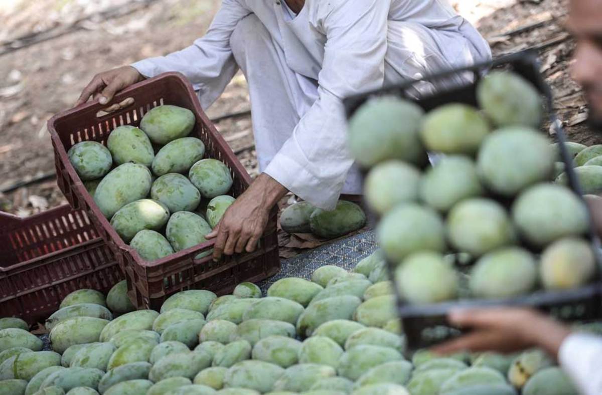 ببینید| خشکسالی به جان سلطان میوه‌ها در پاکستان افتاد