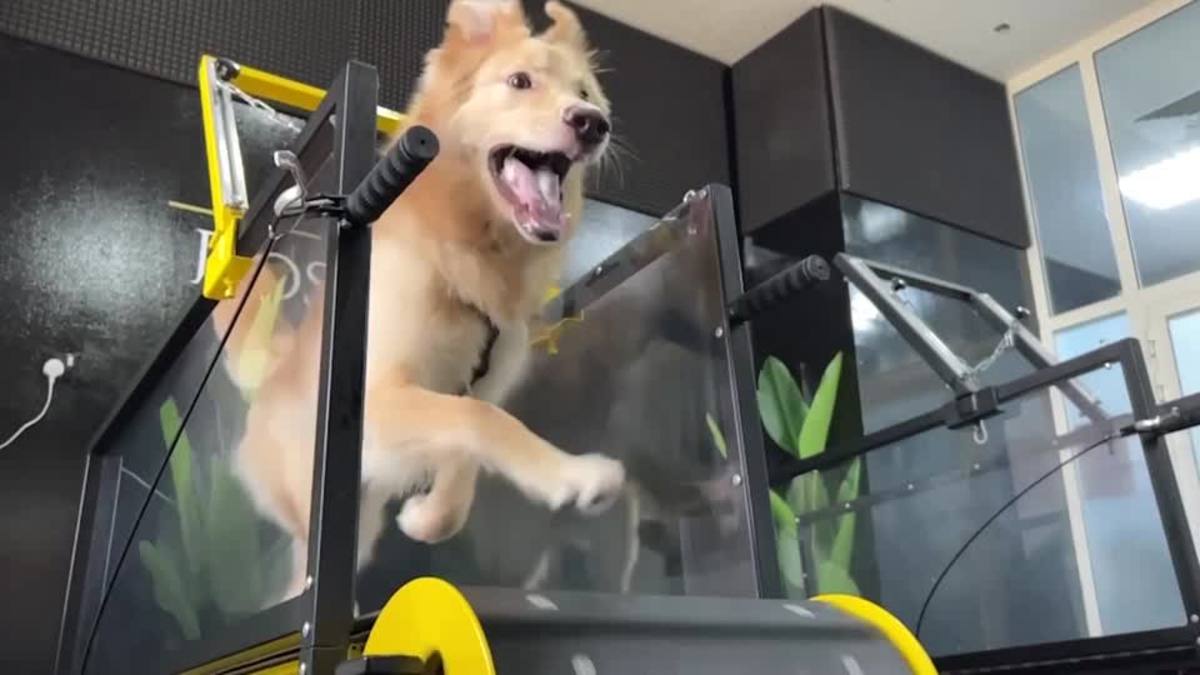 ببینید| افتتاح باشگاه ورزشی برای سگ‌ها در امارات متحده عربی