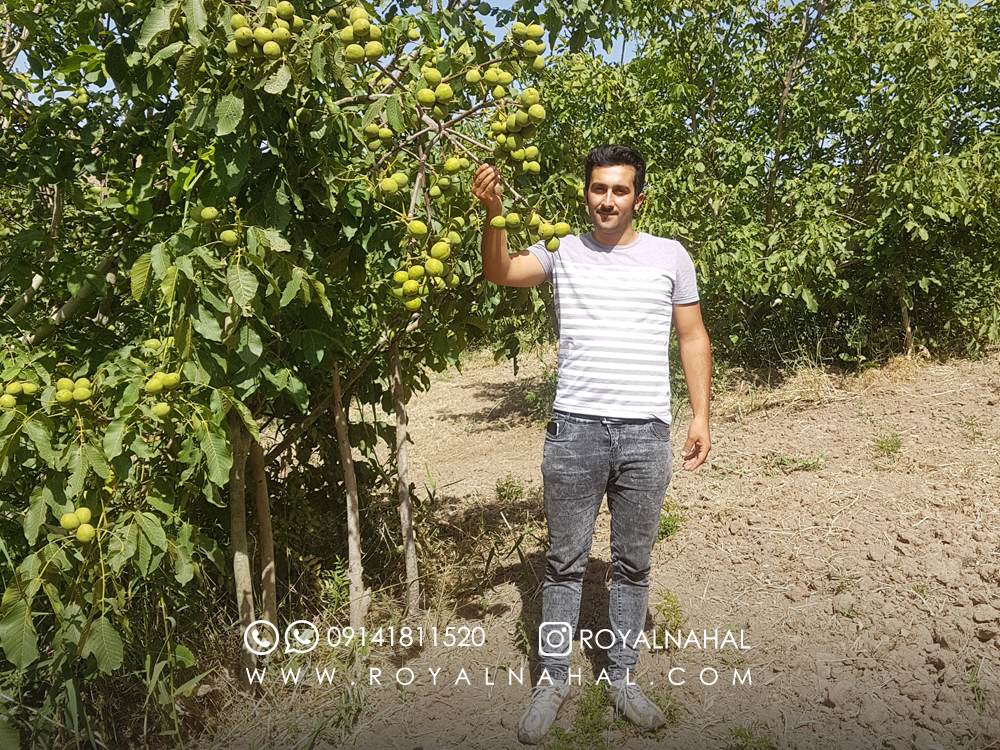 پیش خرید نهال گردو ژنوتیپ شروع شد پیش خرید نهال گردو ژنوتیپ شروع شد