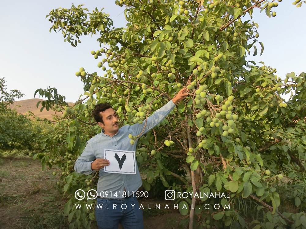 پیش خرید نهال گردو ژنوتیپ شروع شد پیش خرید نهال گردو ژنوتیپ شروع شد