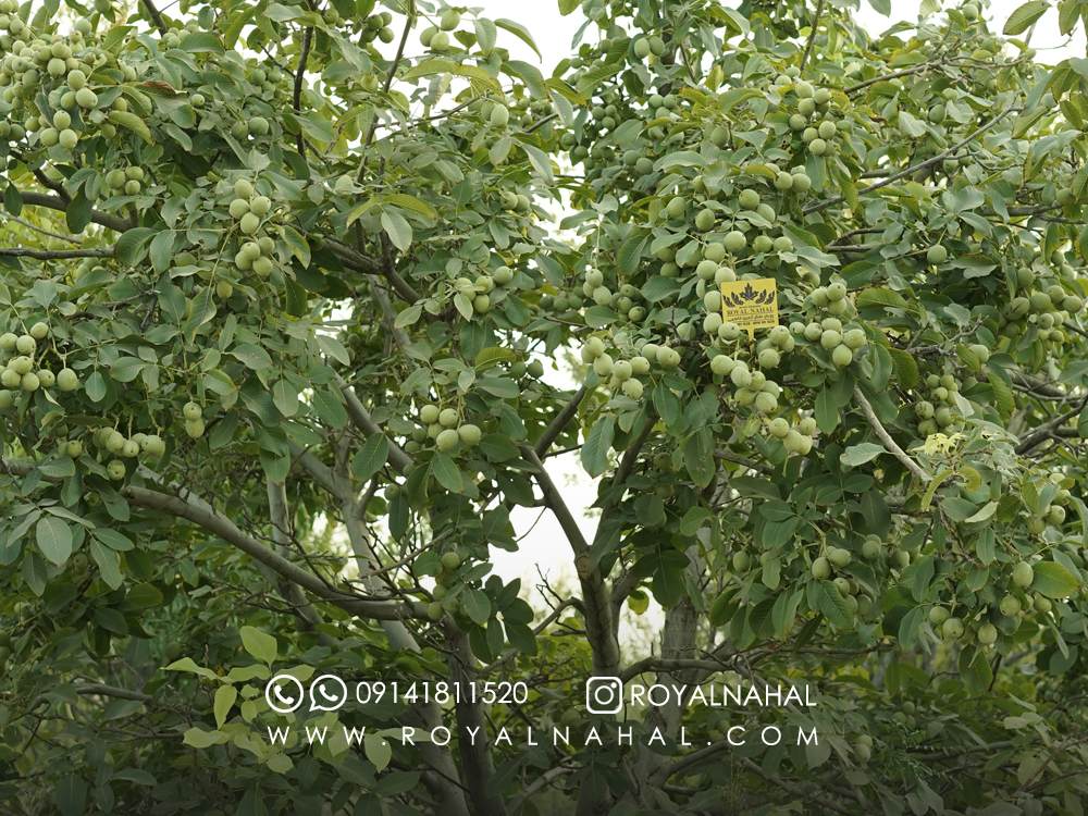 پیش خرید نهال گردو ژنوتیپ شروع شد پیش خرید نهال گردو ژنوتیپ شروع شد