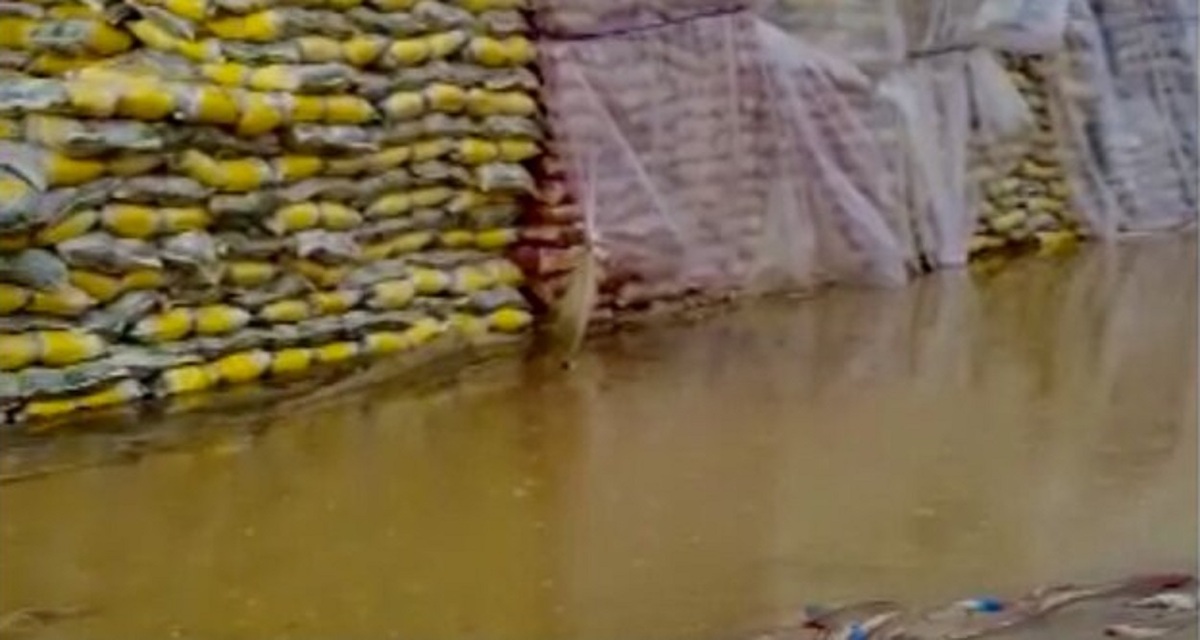 ابعادی تازه از برنج‌های باران‌زده/ خسارت پای کیست؟