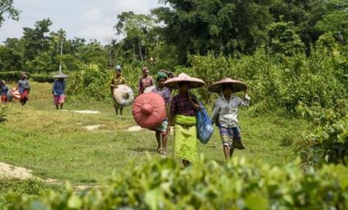 ورود فیل‌های سرگردان به مزارع چای (عکس)