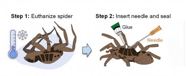 پژوهشگران با تزریق هوا به عنکبوت مرده، ربات زامبی چنگک‌دار ساختند