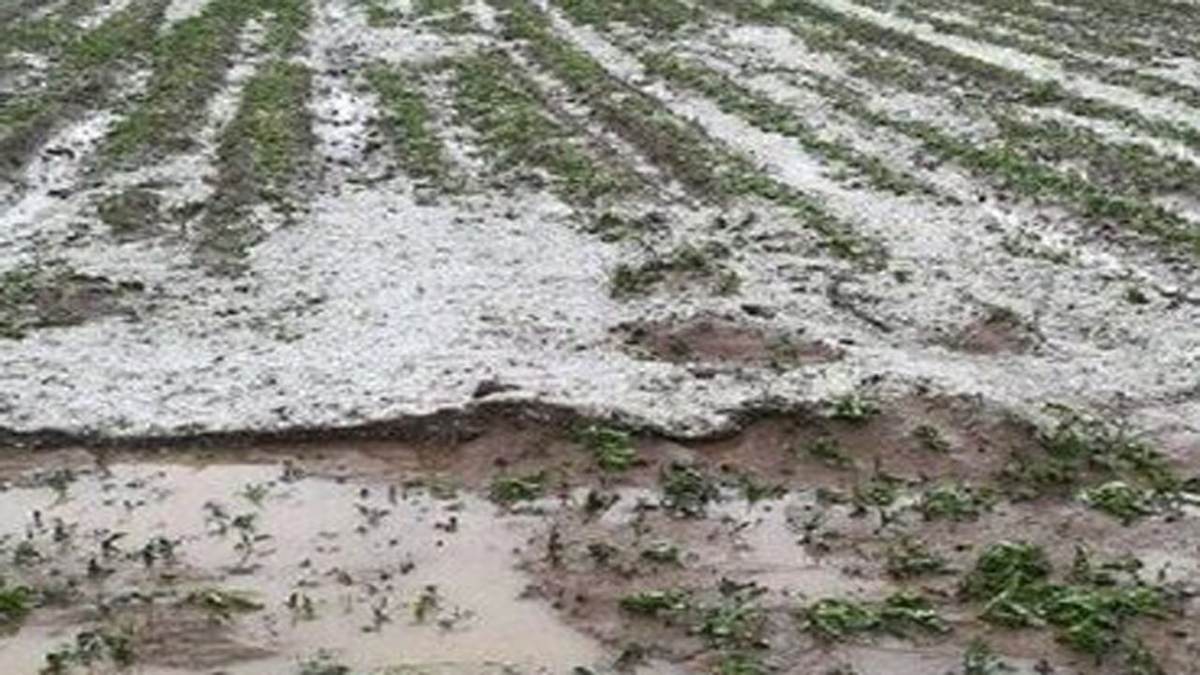 خسارت ۱۰ هزار میلیاردی سیل به کشاورزی