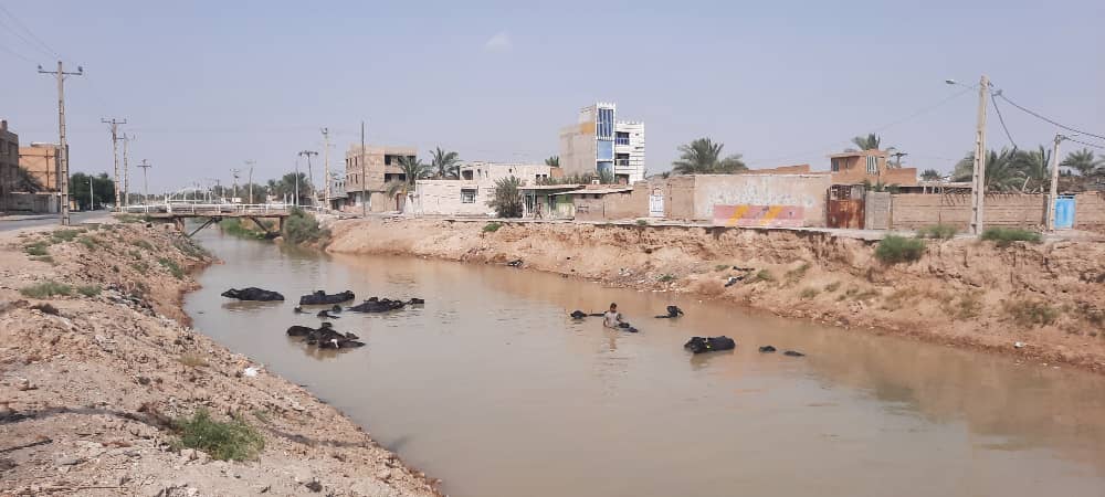 خوزستان؛ نهر عبودی پرآب شد؛ گاومیش ها خوشحال شدند