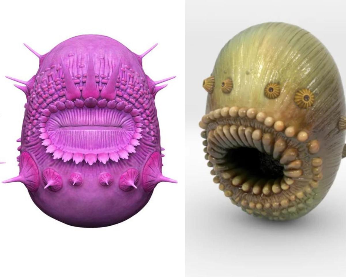 موجود عجیبی که دهان دارد اما مقعد ندارد! (+عکس)