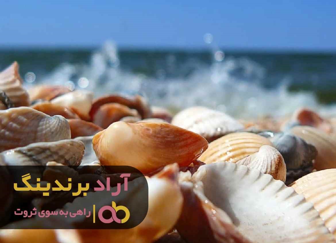 چرا امسال قیمت خرید صدف معدنی شکری کاهش یافت؟ چرا امسال قیمت خرید صدف معدنی شکری کاهش یافت؟