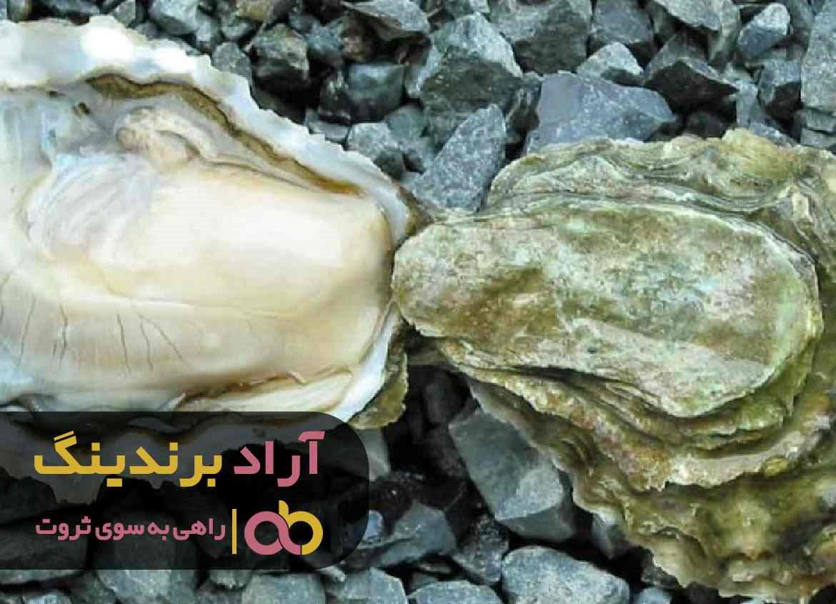 چرا امسال قیمت خرید صدف معدنی شکری کاهش یافت؟ چرا امسال قیمت خرید صدف معدنی شکری کاهش یافت؟