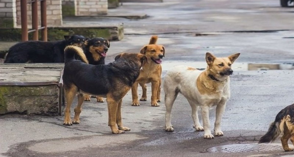 سازمان جهانی بهداشت: بیش از ۹۰۰میلیون سگ در جهان وجود دارد/ روش‌های کنترل سگ‌های ولگرد در دنیا