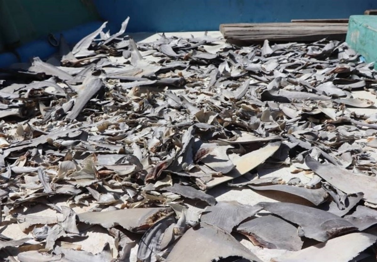 محیط زیست: بیش از ۷۰ گونه کوسه ماهی در آب‌های جنوب کشور در خطر انقراض است