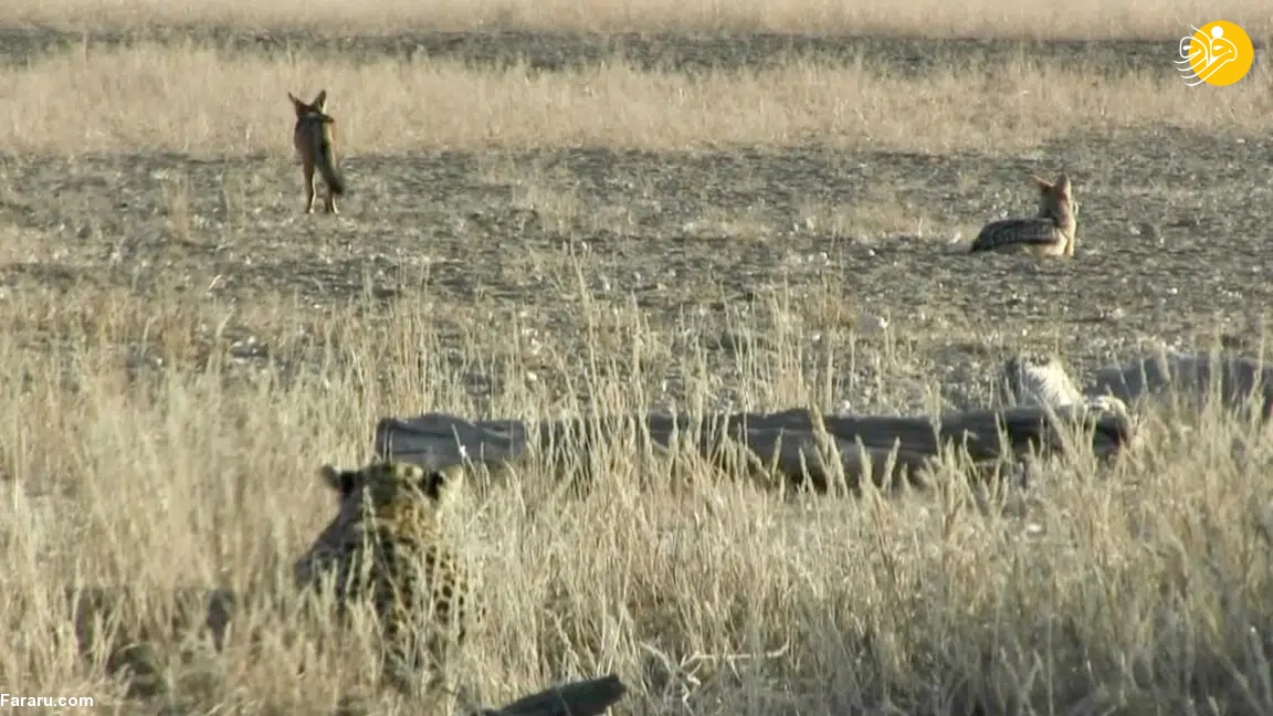 پلنگ یک شغال در حال شکار را شکار کرد! پلنگ یک شغال در حال شکار را شکار کرد!