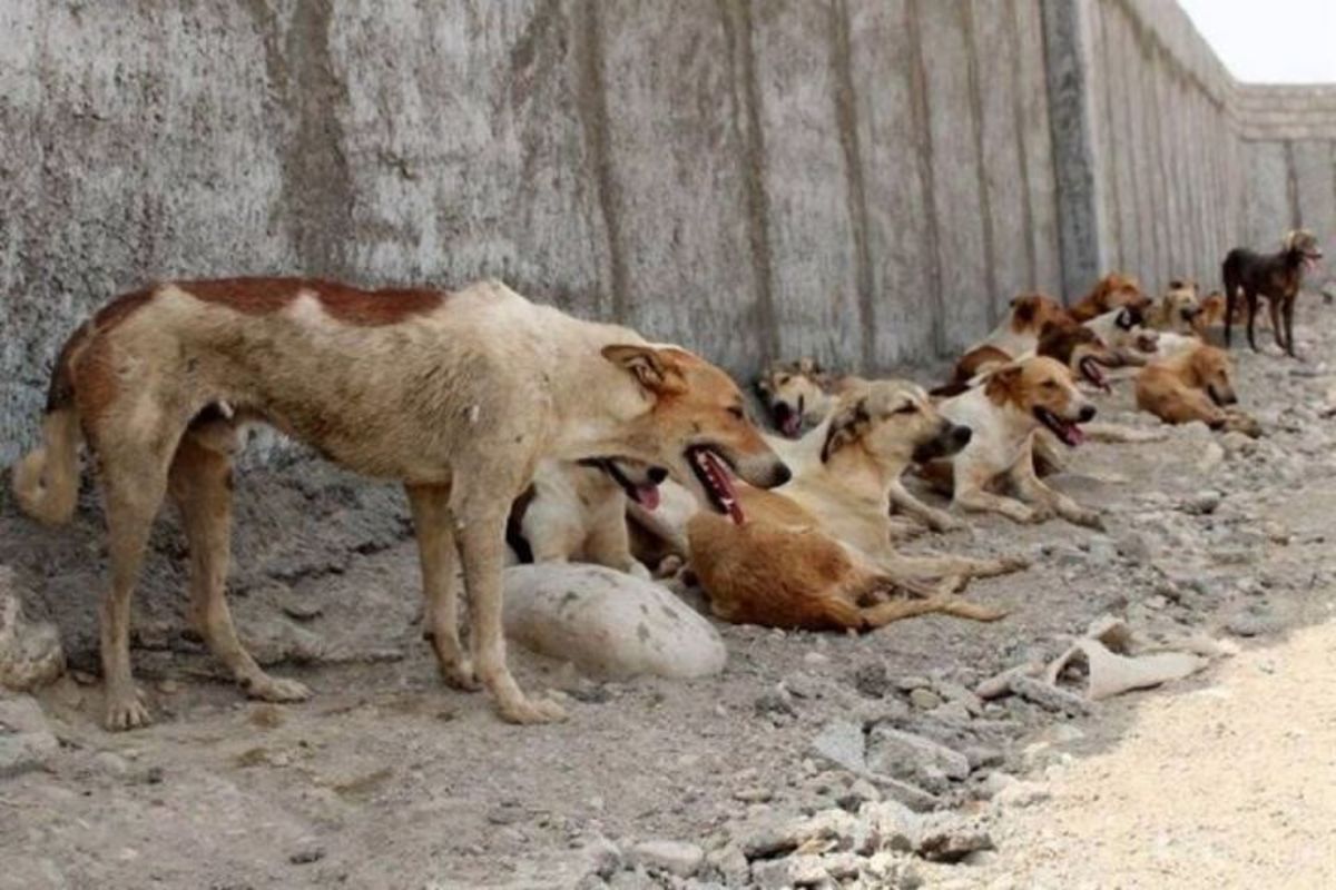 دامپزشک: خطر رها سازی روزانه ۳ تن مدفوع سگ در تهران/ تکذیب سگ کشی با اسلحه و اسید در البرز